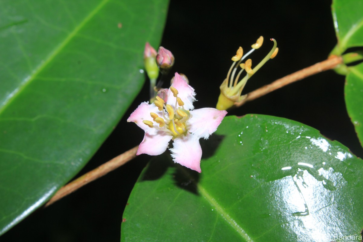 Mouriri guianensis Aubl.